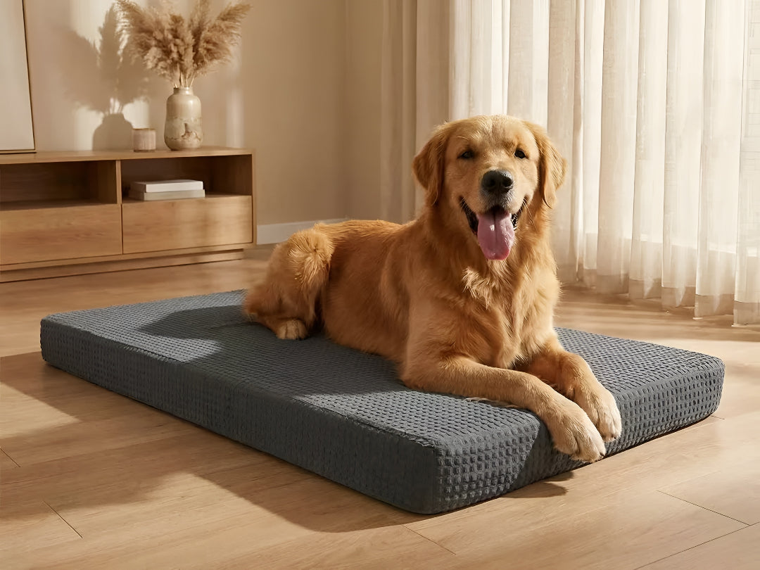 Cozy Pet Beds For Better and Comfort